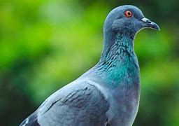 Nama Burung Merpati Balap